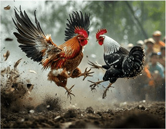 bj66-1col-cards-img1