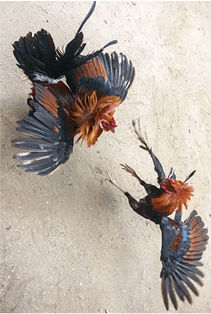 bj66-1col-cards-img2