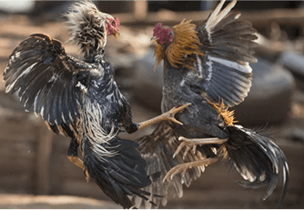 bj66-1col-cards-img3