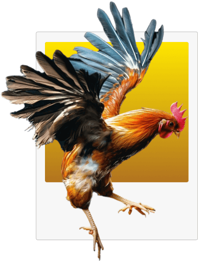 bj66-slide-steps-card-img-card-bg-1img